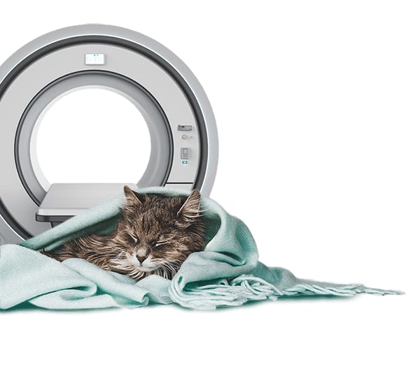 Cat wrapped in a pale teal blanket lying in front of a large ring-shaped scanner on white