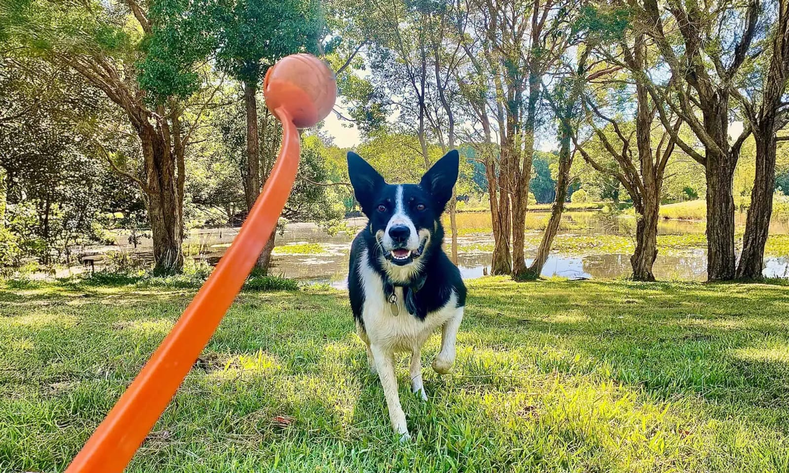 Black and white dog running toward the camera on grass with an orange ball on a stick in front