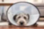 Small shaggy dog wearing a clear plastic cone collar, in a small blurry image