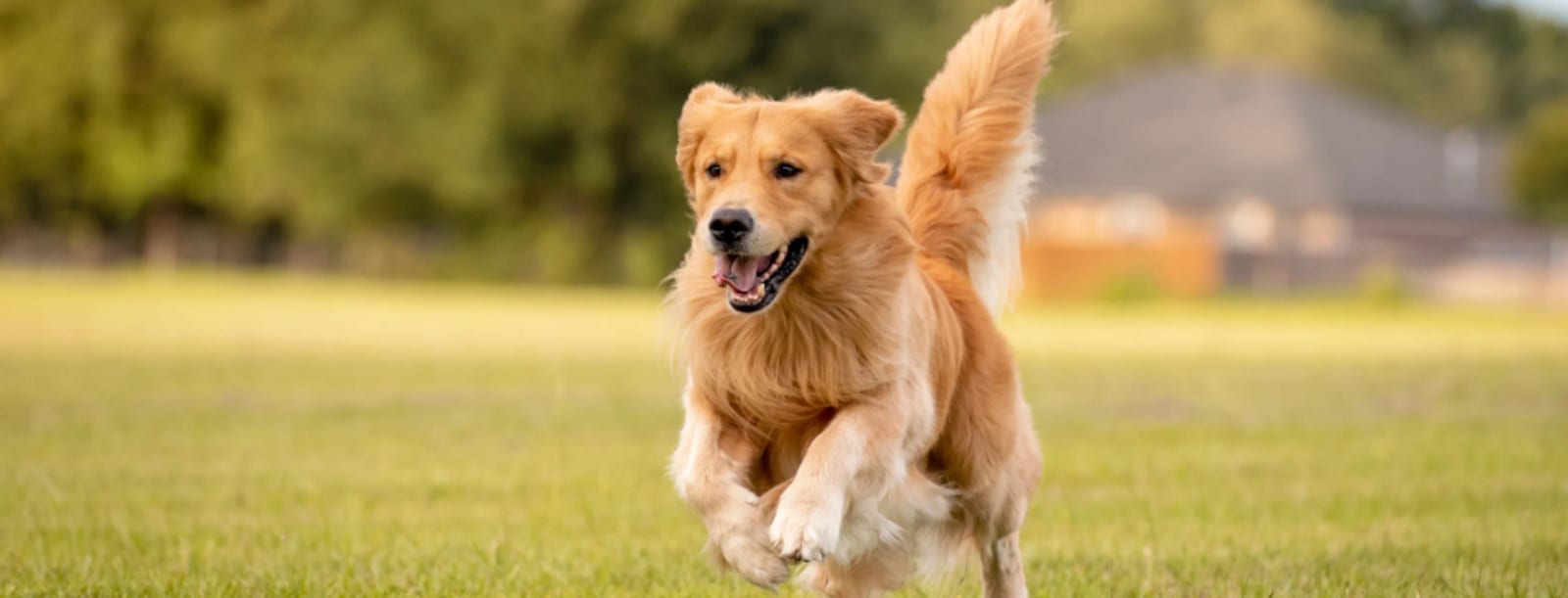 Light golden dog with tongue out running on grass in a wide crop