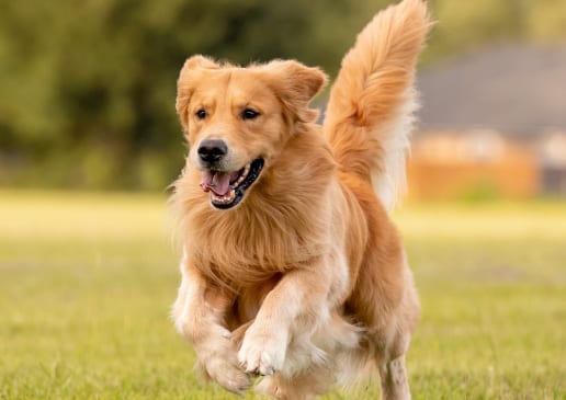 Light golden dog with its mouth open running across a grassy field