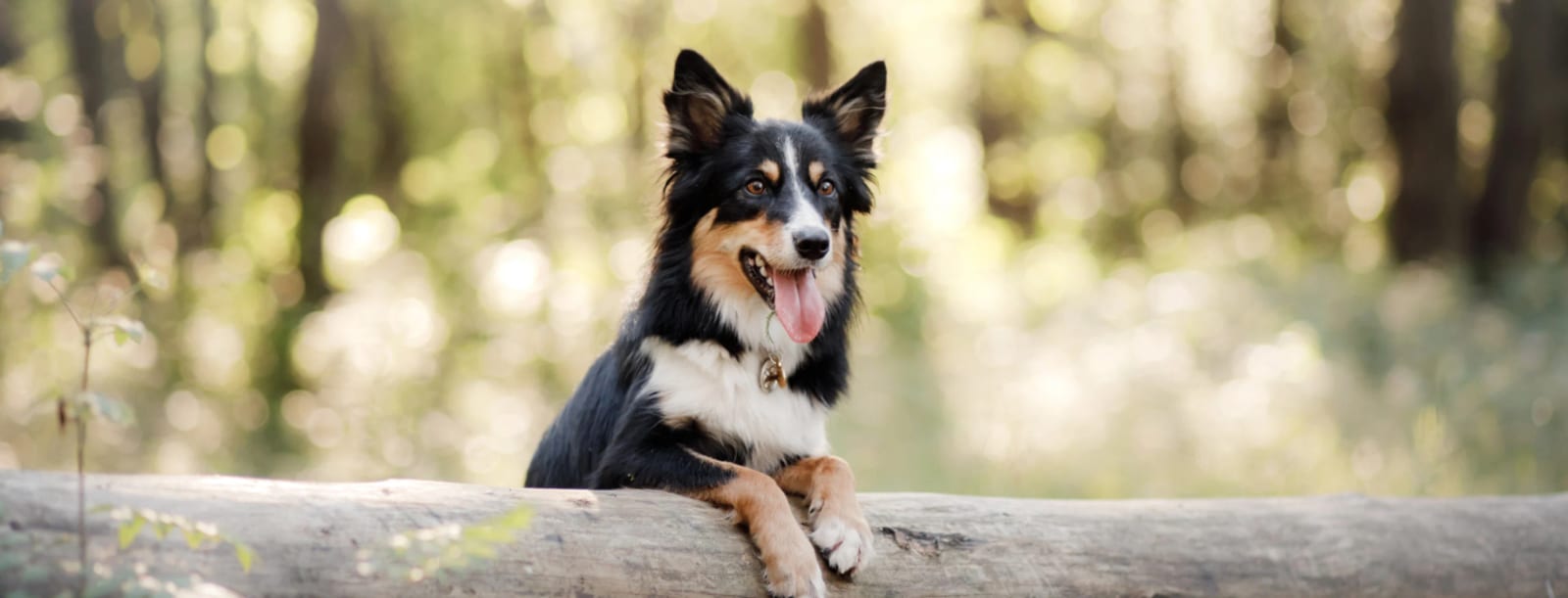 Black, white and tan dog with tongue out resting its front paws on a log in a sunlit forest