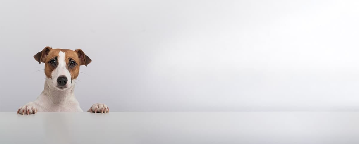 Small brown and white dog peeking over the edge of a white table on a light grey background