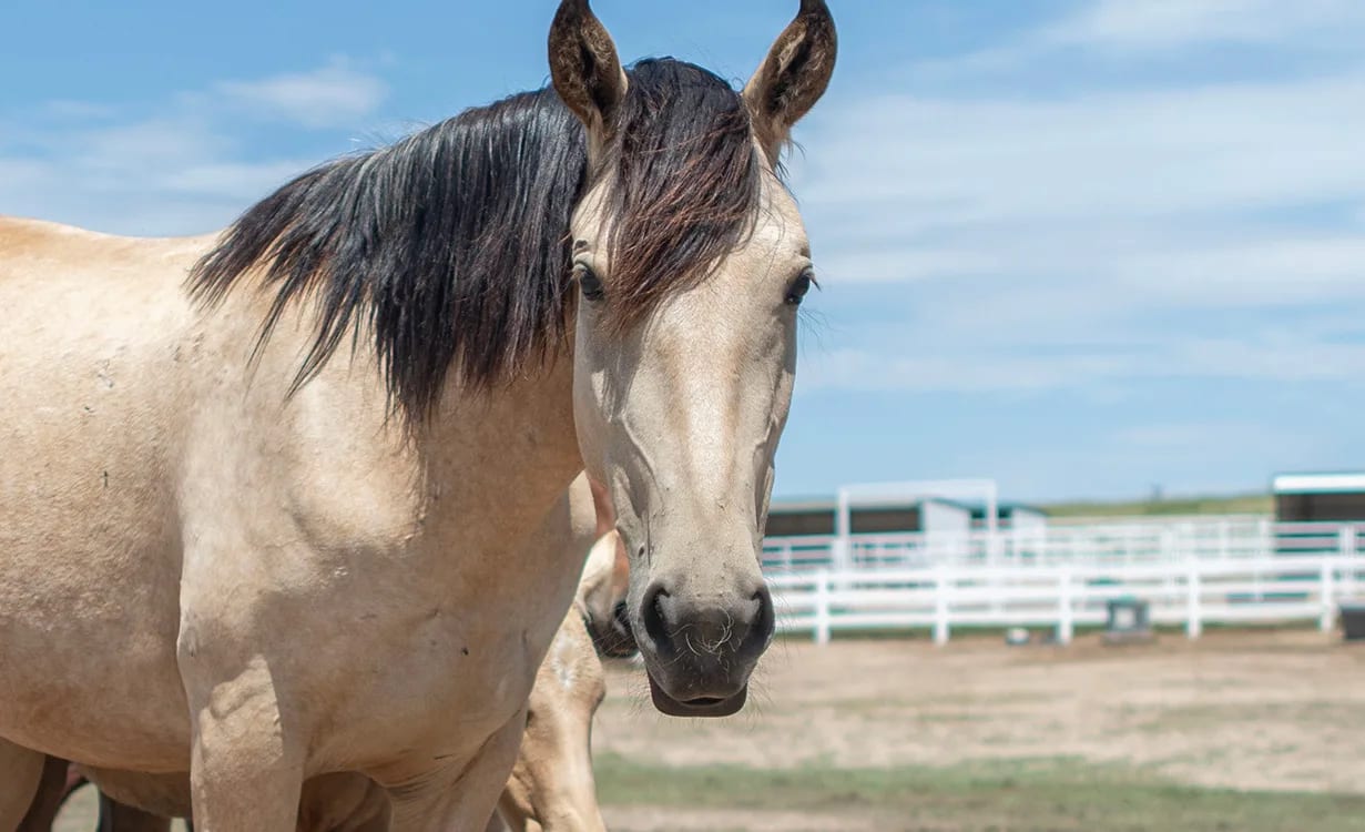 Cream-coloured horse with a dark mane in front of white fences under a blue sky
