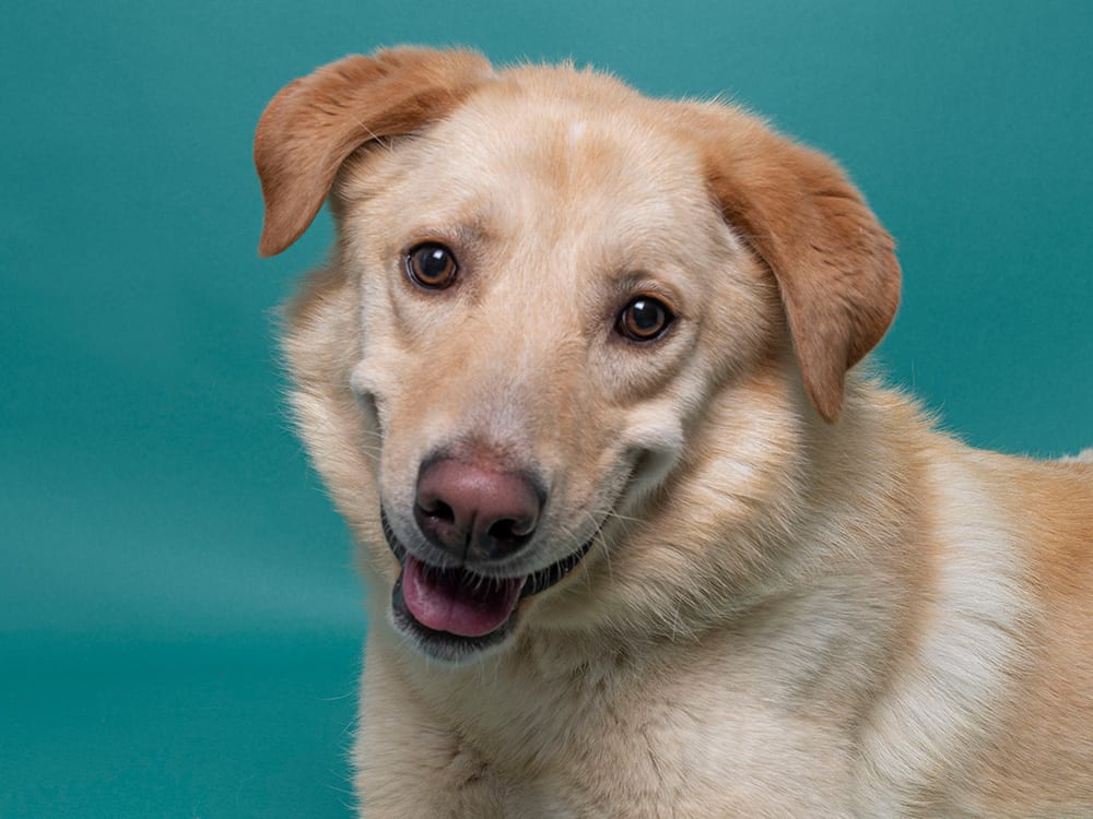 Tan dog with floppy ears tilting its head against a teal studio background