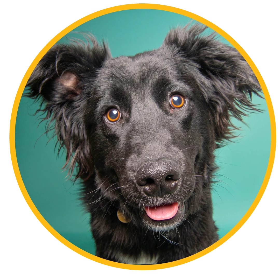 Humane Colorado - Leslie A. Malone Center - Denver