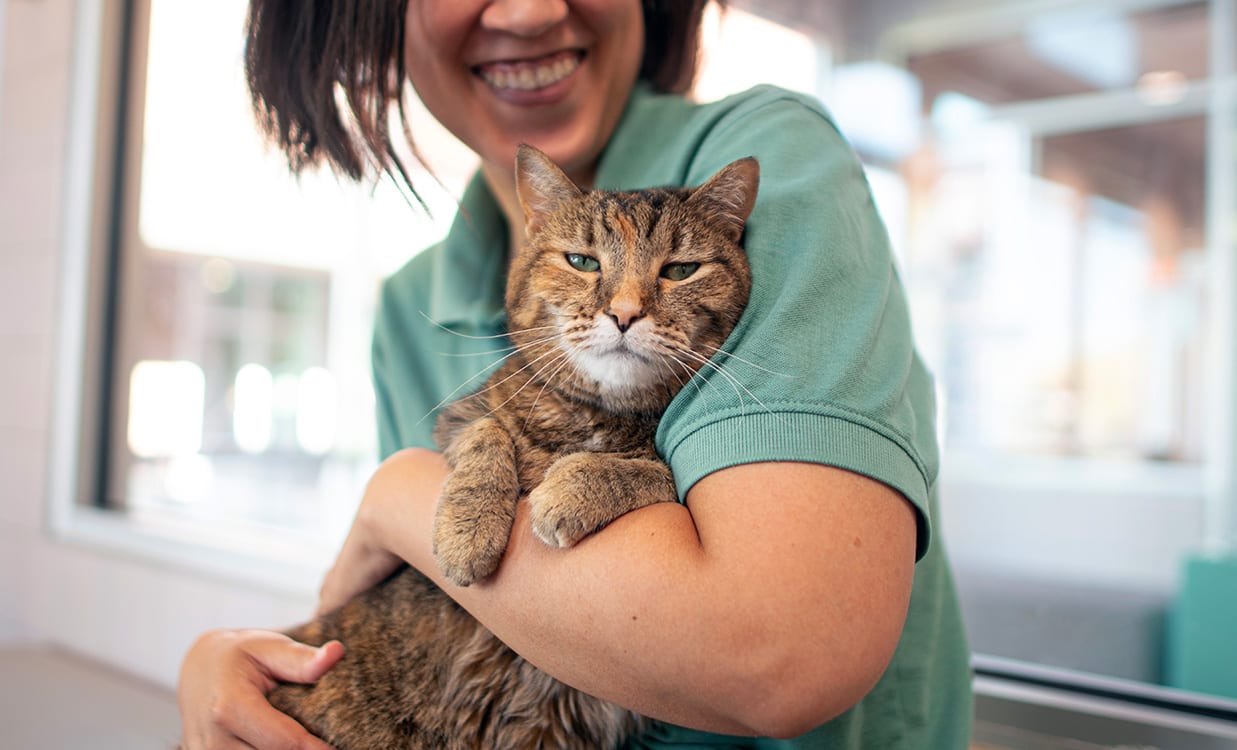 Smiling person in a green polo shirt holding a striped tabby cat in front of a bright window