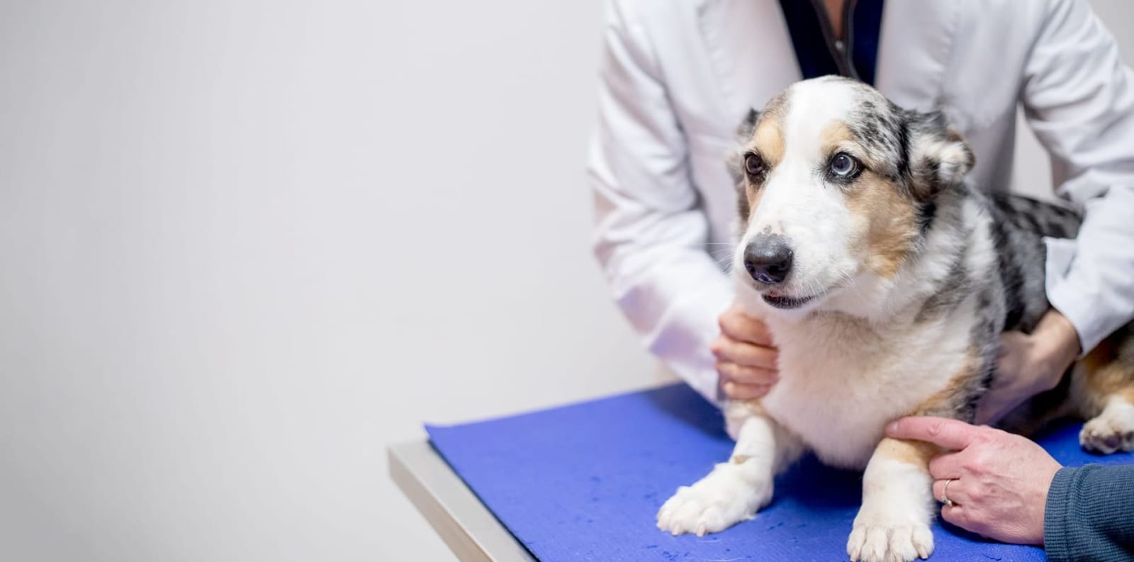 Dog with grey, tan and white coat standing on a blue-padded table held by two people