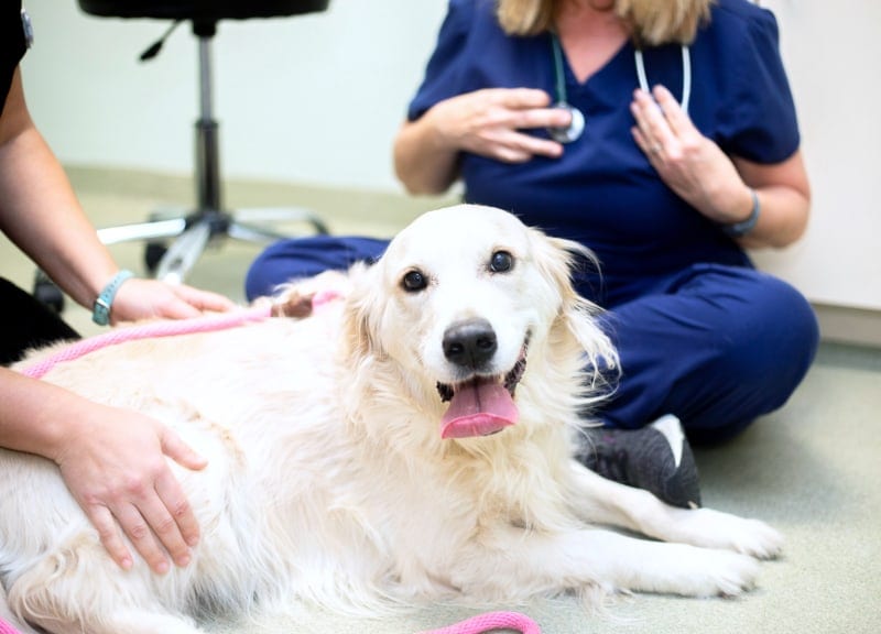 Cream-coloured dog lying on the floor with its tongue out beside people in navy scrubs