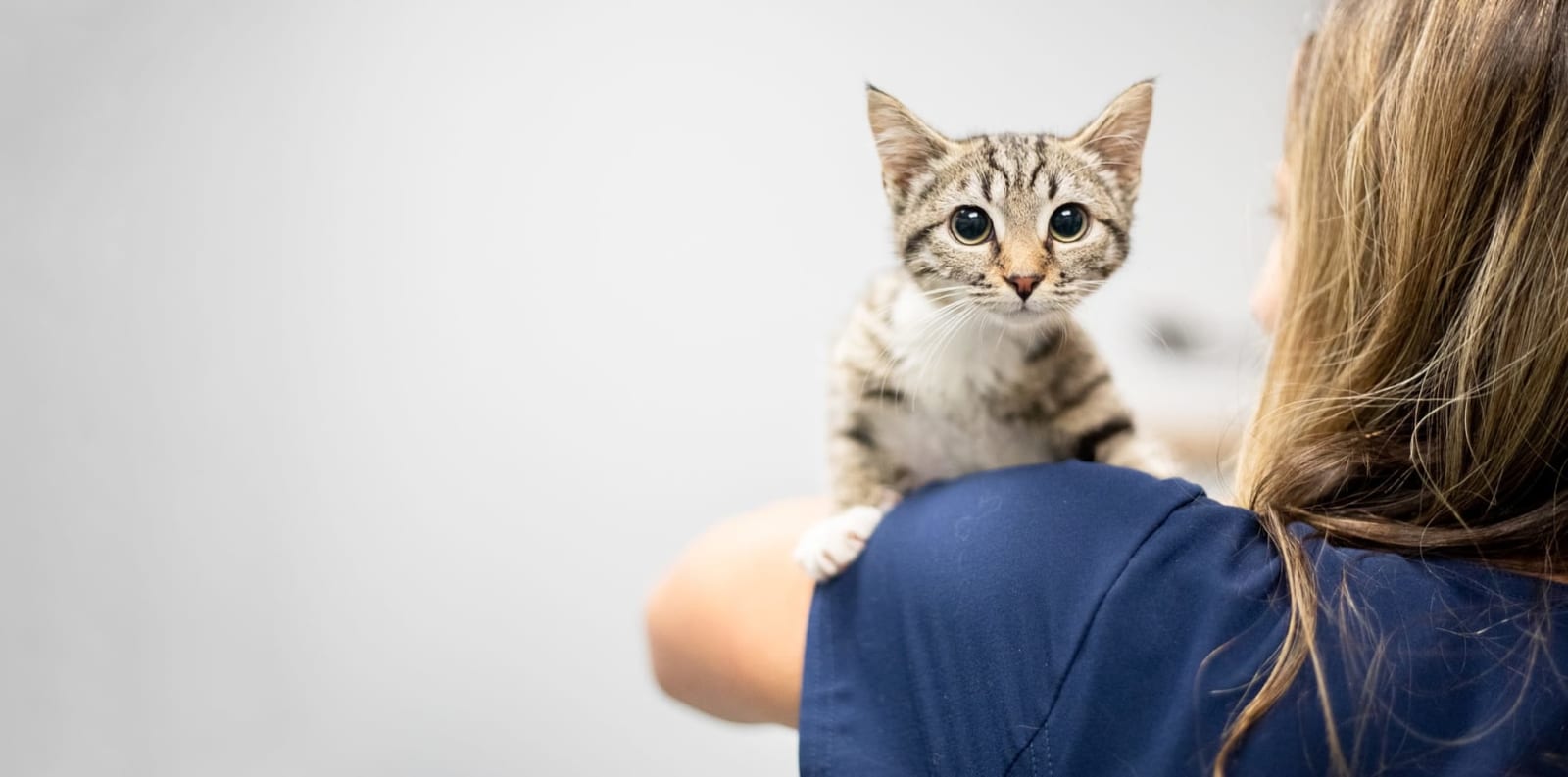 Tabby kitten looking at the camera over the shoulder of a person in navy scrubs
