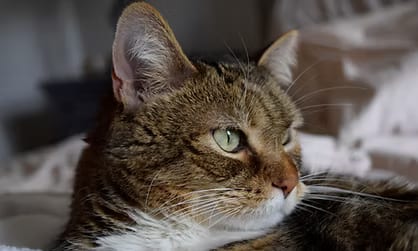 Close-up of a brown tabby cat with green eyes and a white chest looking to the right