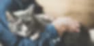 Blurry low-resolution image of a grey and white cat held by a person in a dark top
