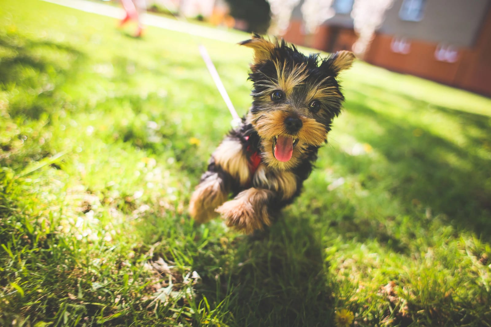 Tennessee Veterinary Surgical Specialists - Nashville, TN