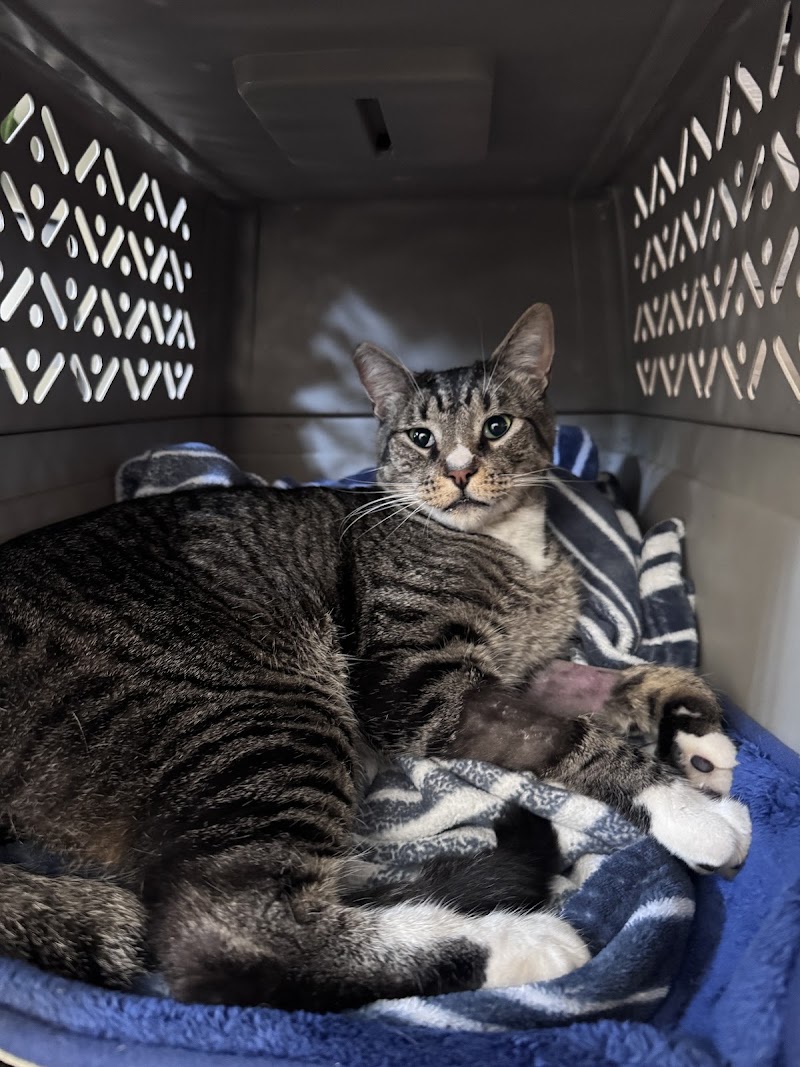 MedVet Vancouver