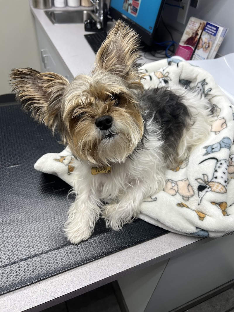 Roscoe Village Animal Hospital - Chicago