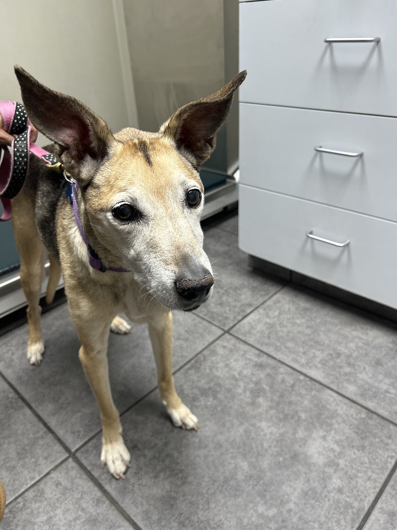 Roscoe Village Animal Hospital