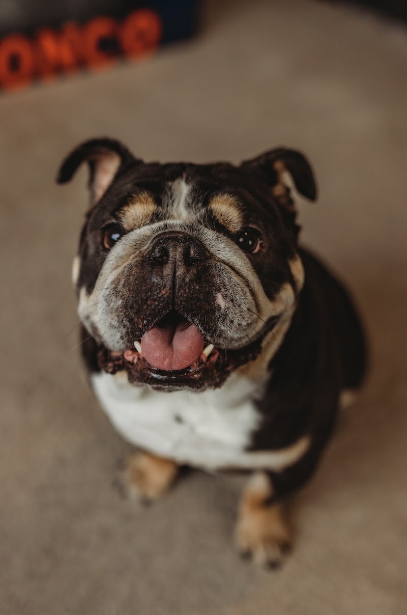 Veterinary Cardiology Consultants