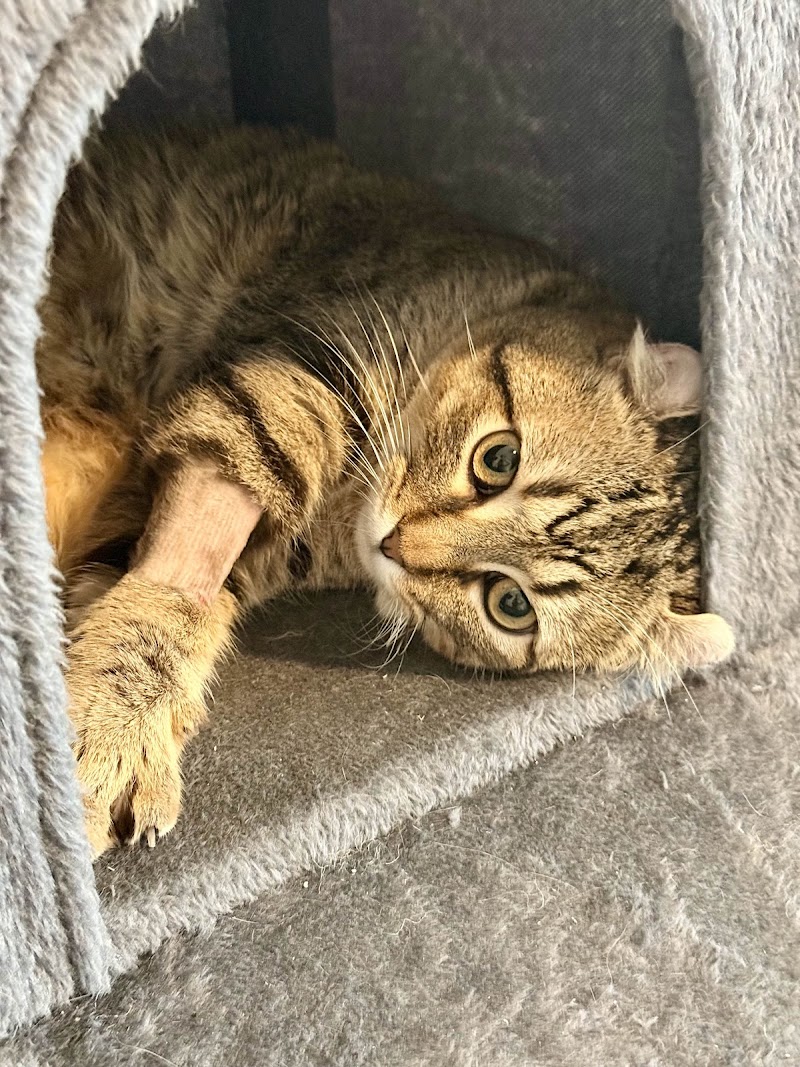 Safe Haven Animal Hospital