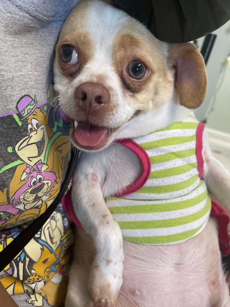 Safe Haven Animal Hospital