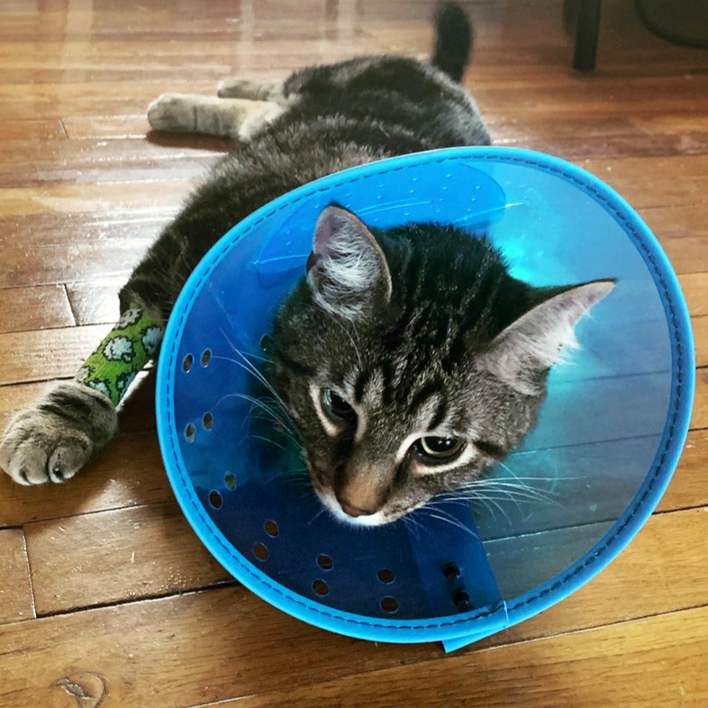Safe Haven Animal Hospital
