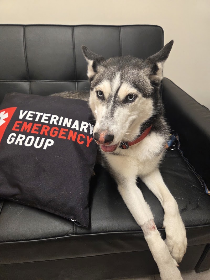 Veterinary Emergency Group