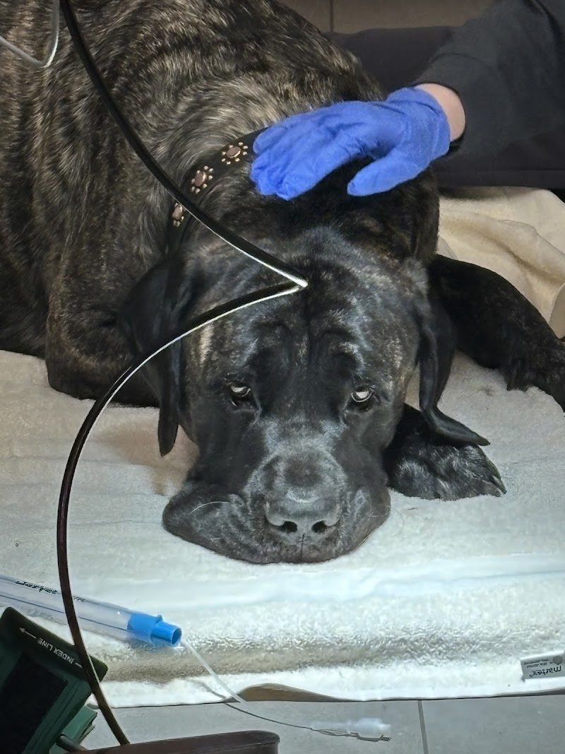Veterinary Emergency Group