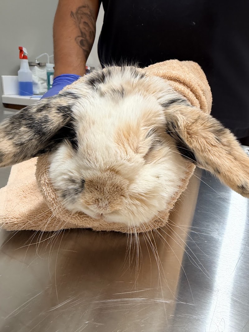 Veterinary Emergency Group