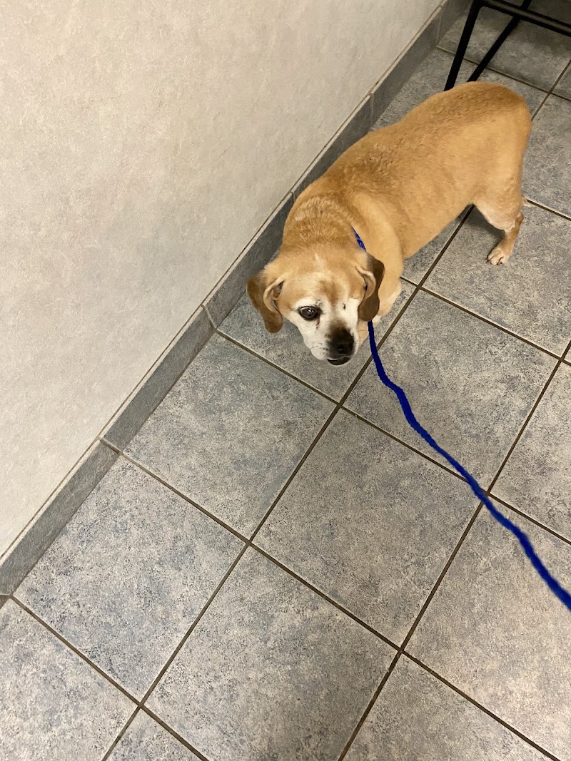 Atlantic Coast New York Veterinary Specialists