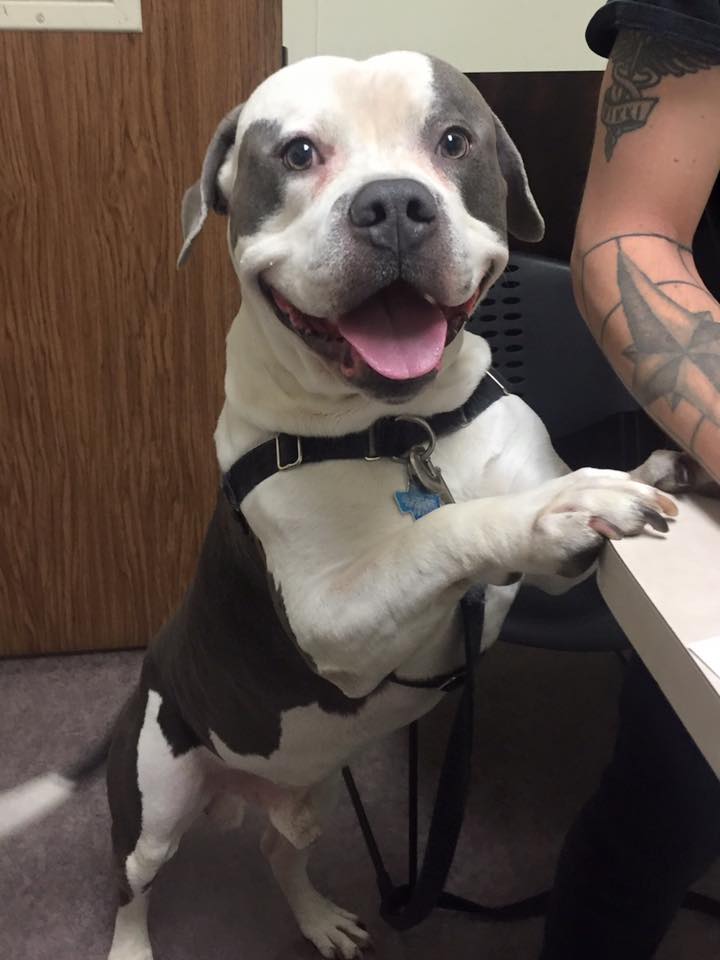 Austin Vet Care at Metric, A Thrive Pet Healthcare Partner