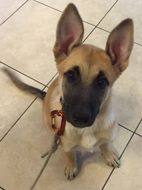 Austin Vet Care at Metric, A Thrive Pet Healthcare Partner