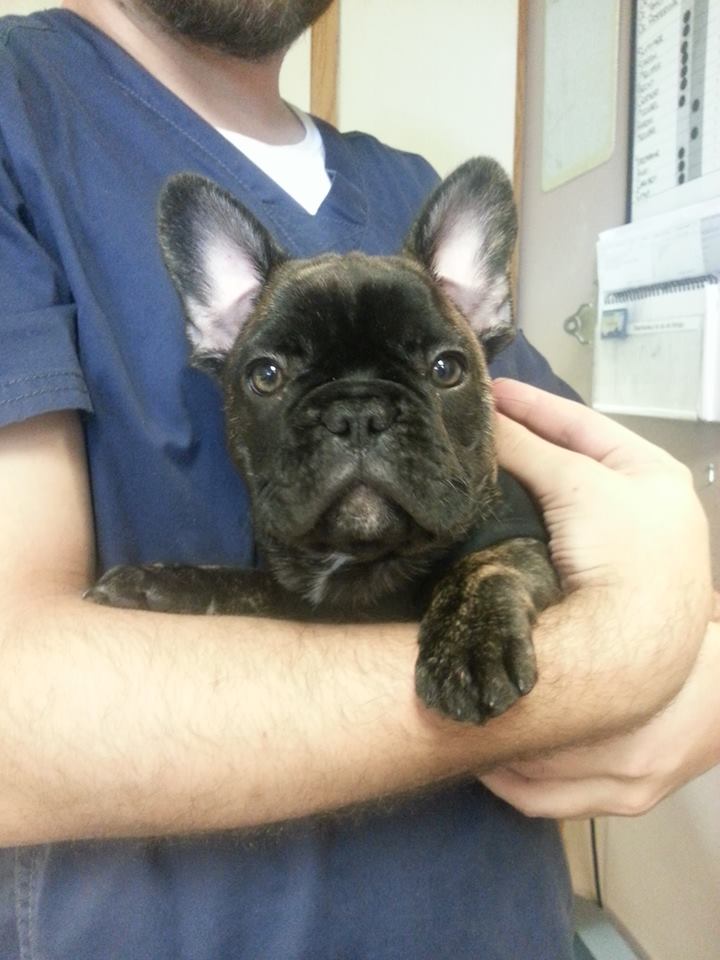 Austin Vet Care at Metric, A Thrive Pet Healthcare Partner