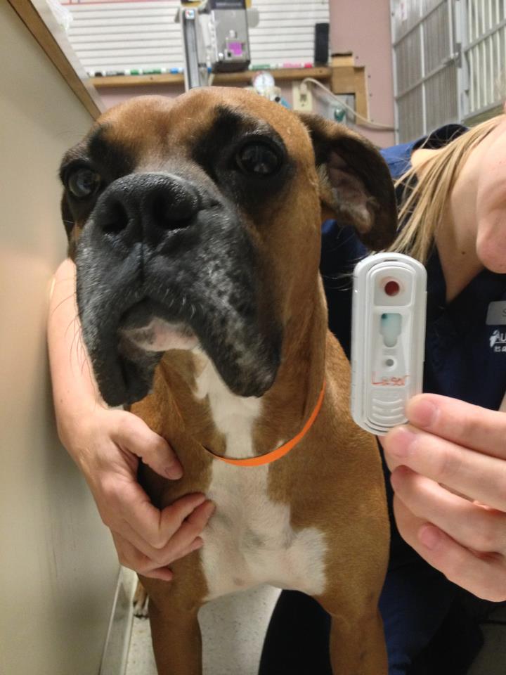 Austin Vet Care at Metric, A Thrive Pet Healthcare Partner
