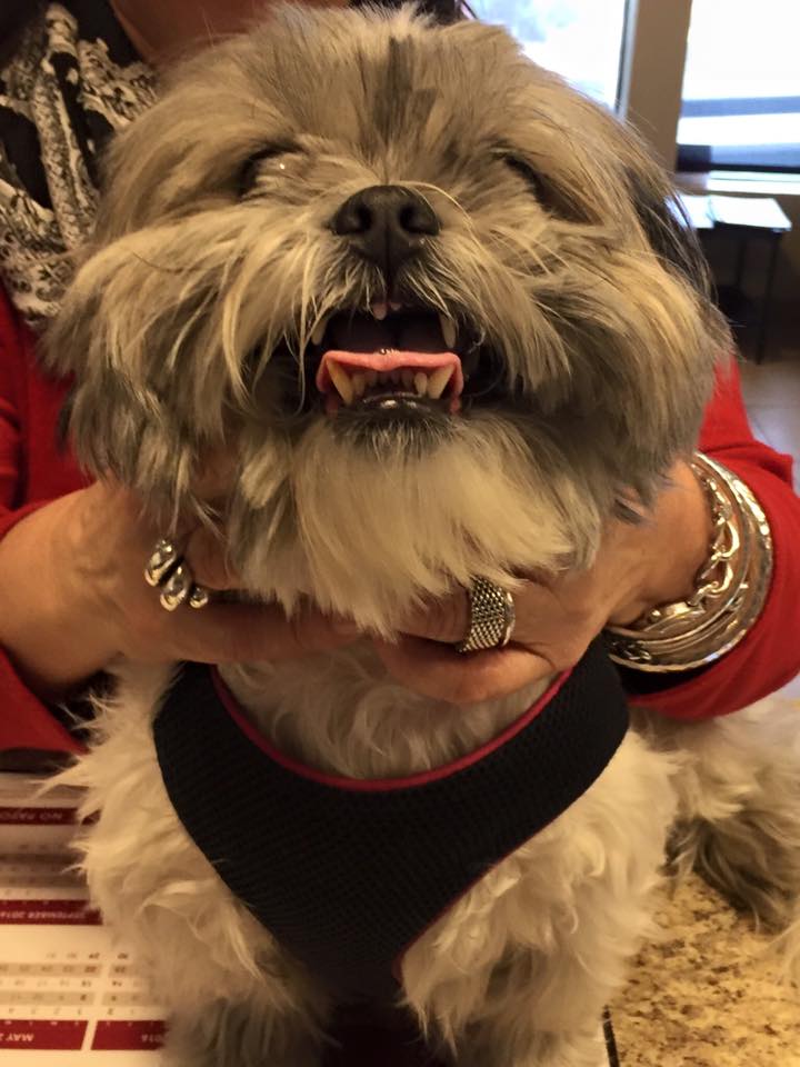 Austin Vet Care at Metric, A Thrive Pet Healthcare Partner