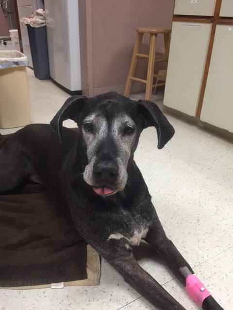 Austin Vet Care at Metric, A Thrive Pet Healthcare Partner