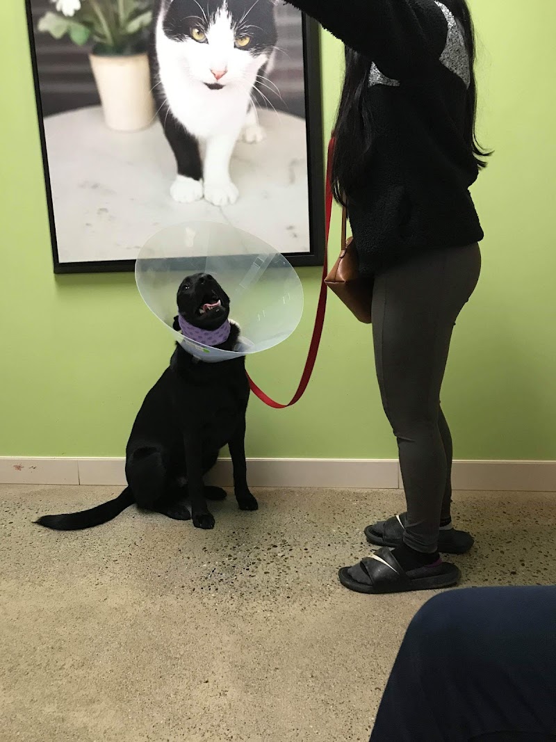 Animal Emergency & Specialty