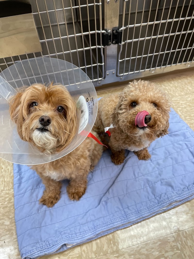 Heart of Chelsea Veterinary Group - Lower East Side
