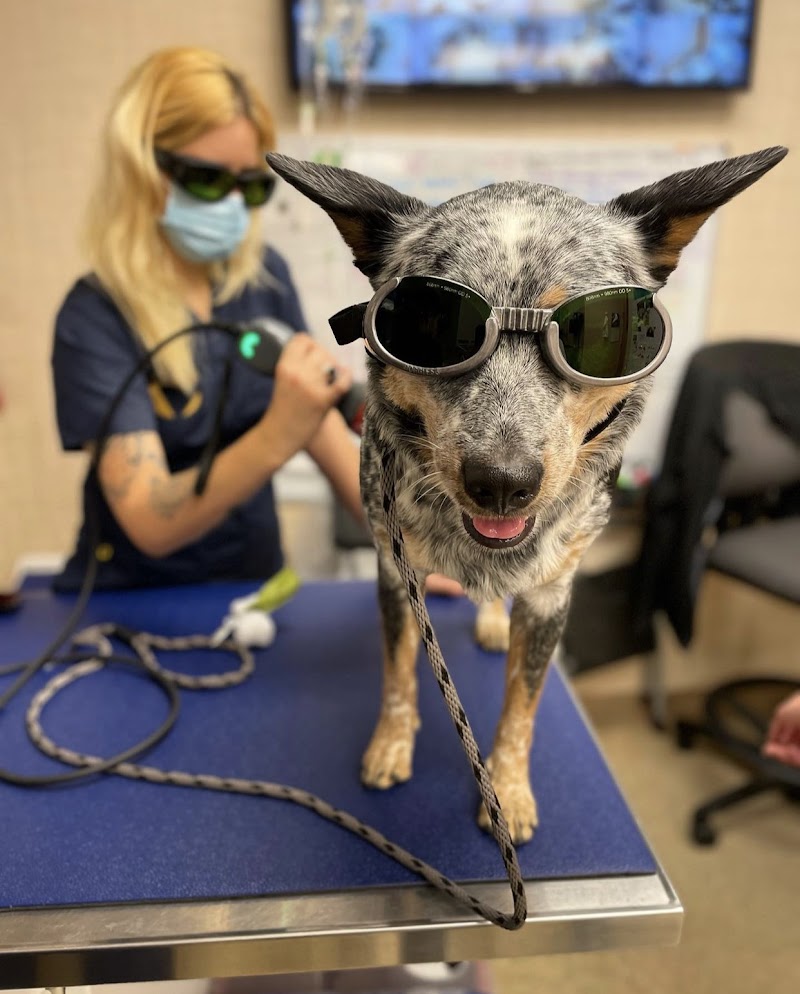 Heart of Chelsea Veterinary Group - Lower East Side