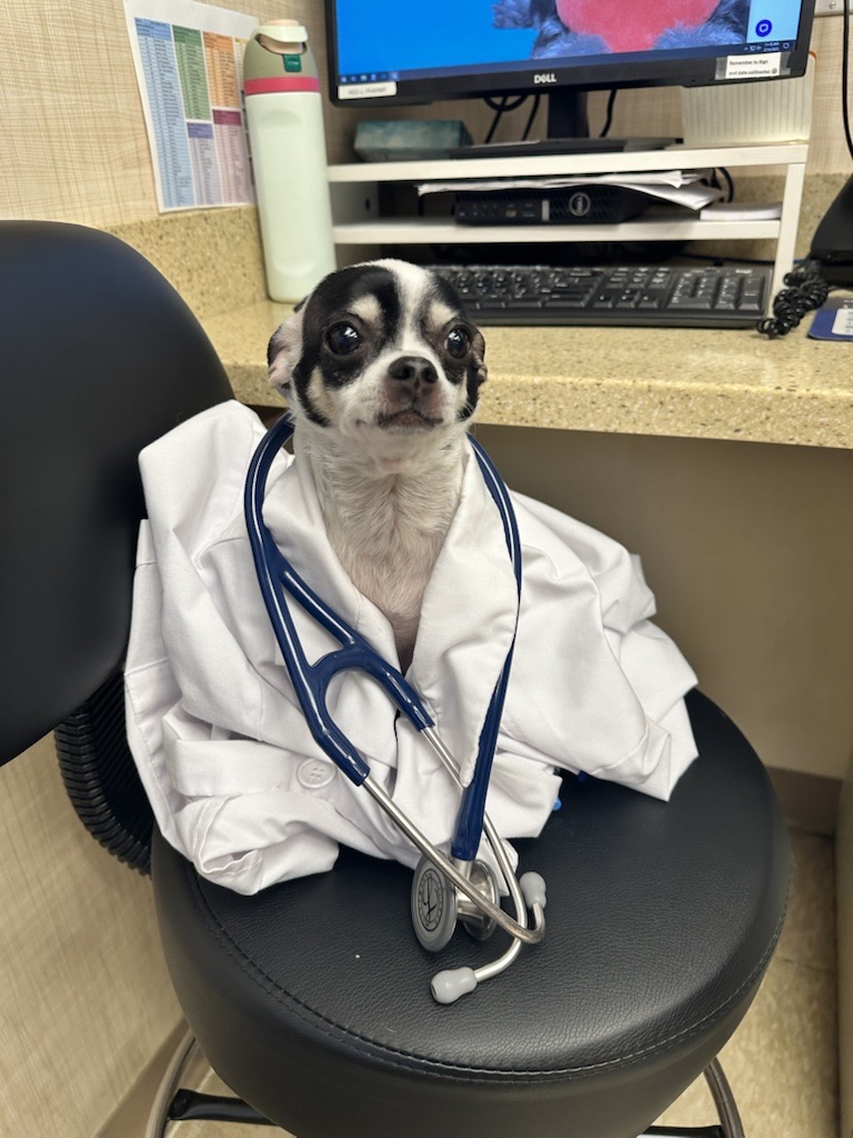 Heart of Chelsea Veterinary Group - Lower East Side