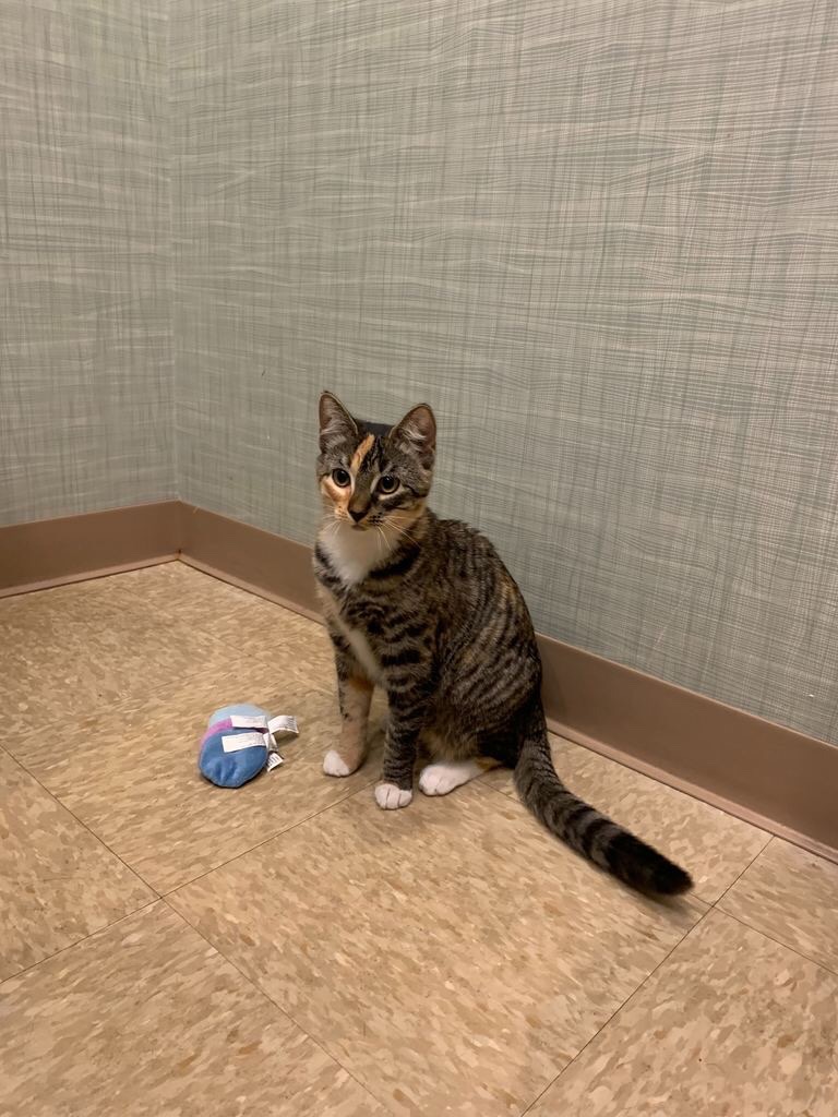 Heart of Chelsea Veterinary Group - Lower East Side