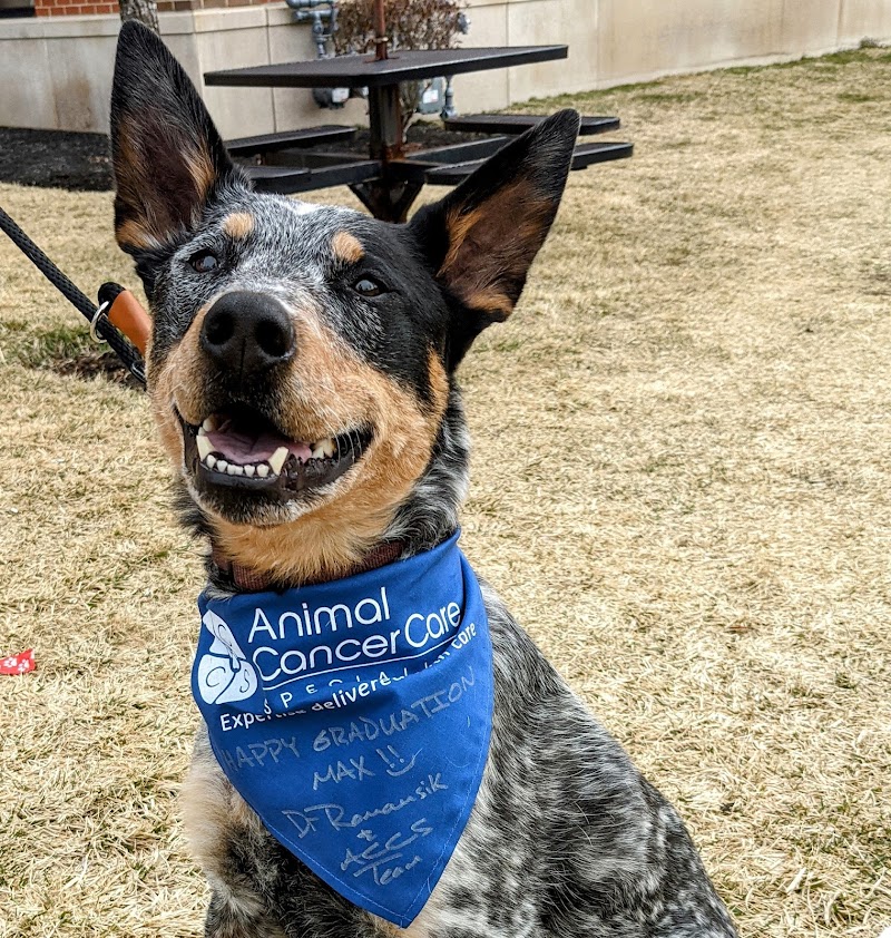 Animal Cancer Care Specialists