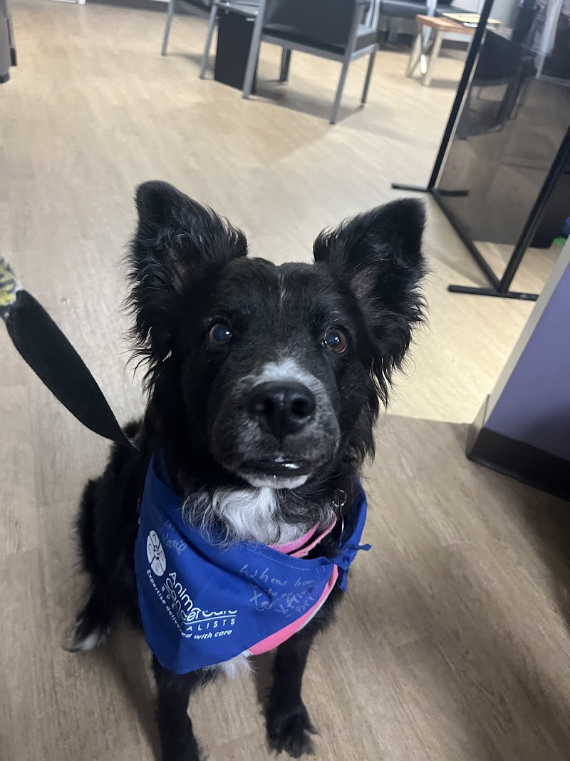 Animal Cancer Care Specialists