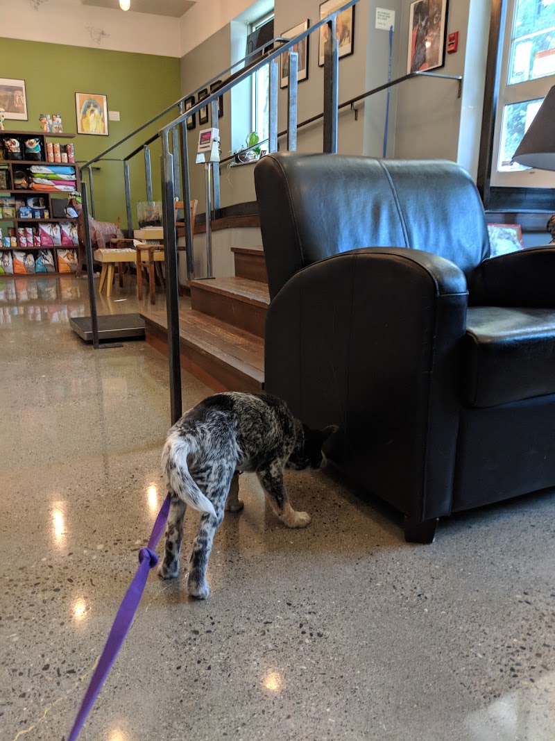 Jet City Animal Clinic