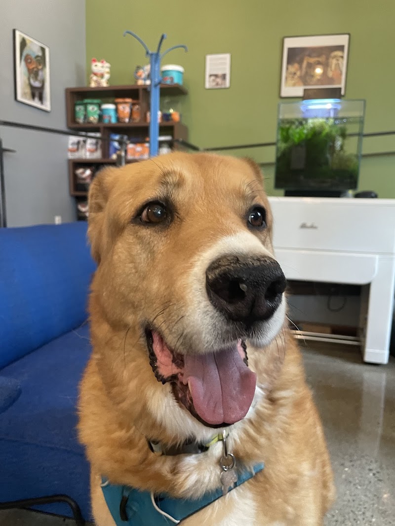 Jet City Animal Clinic