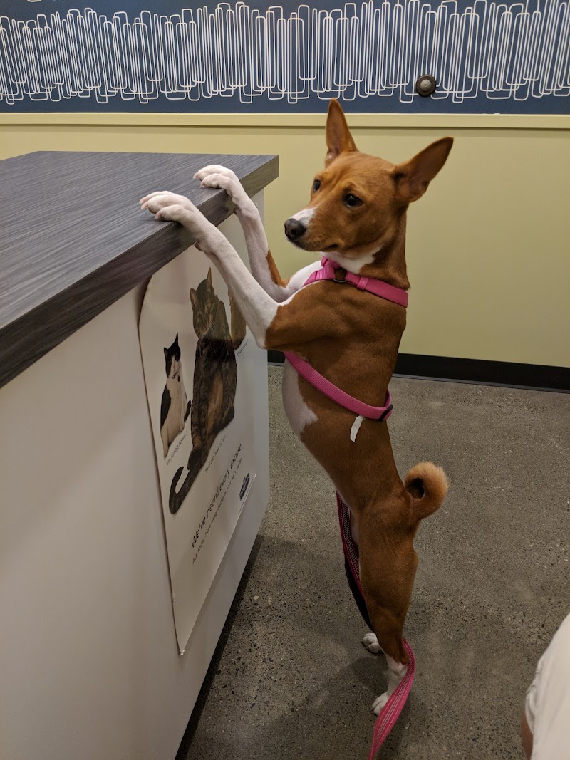 Jet City Animal Clinic
