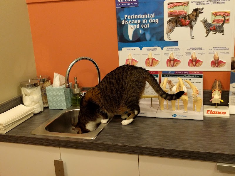 Jet City Animal Clinic