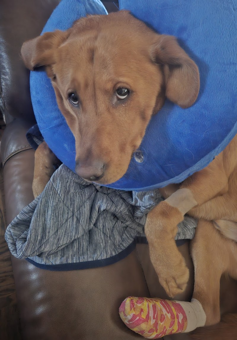 Elk Grove Veterinary Specialty & Emergency