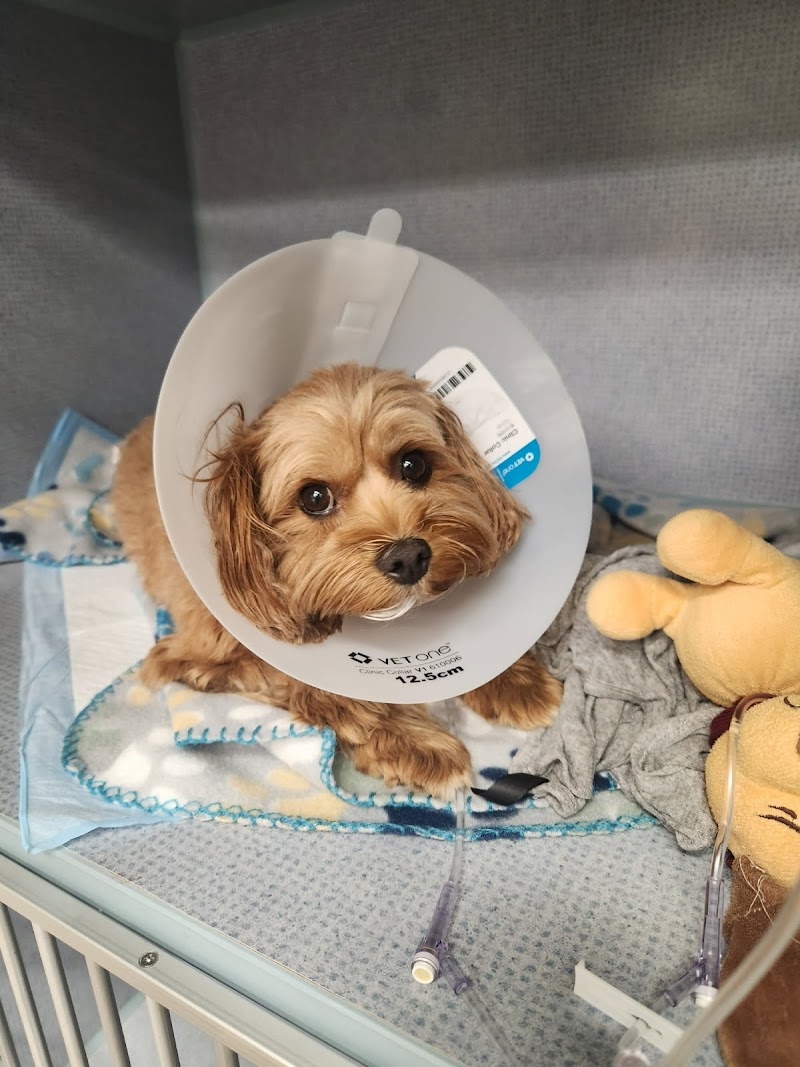 Central Texas Veterinary Speciality and Emergency Hospital