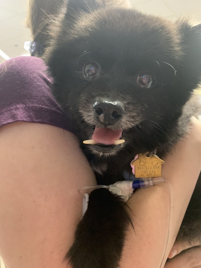 Emergency Animal Hospital: Saucedo Nicole DVM - Austin