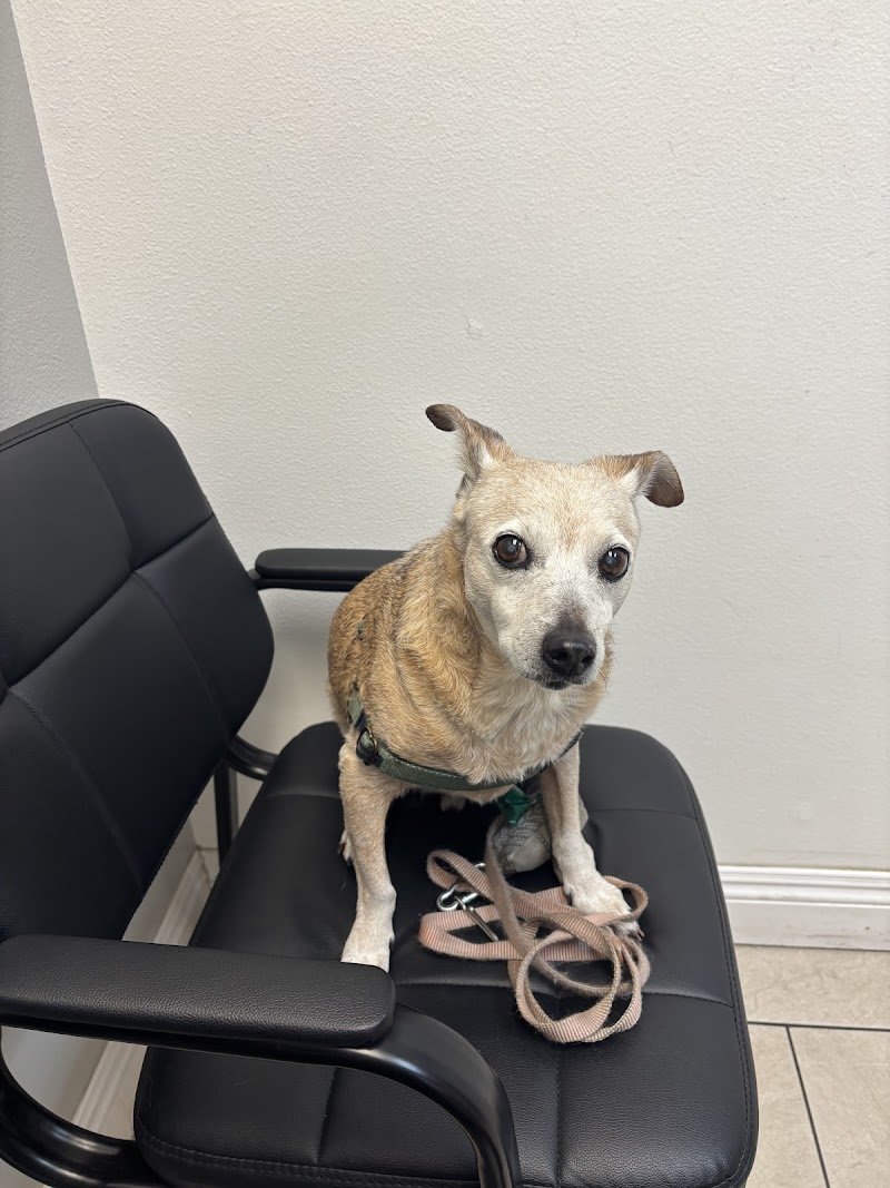 Our Pet Vets