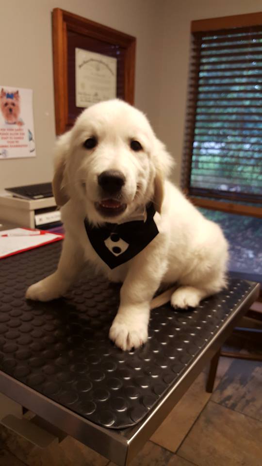 Westlake Animal Hospital, A Thrive Pet Healthcare Partner